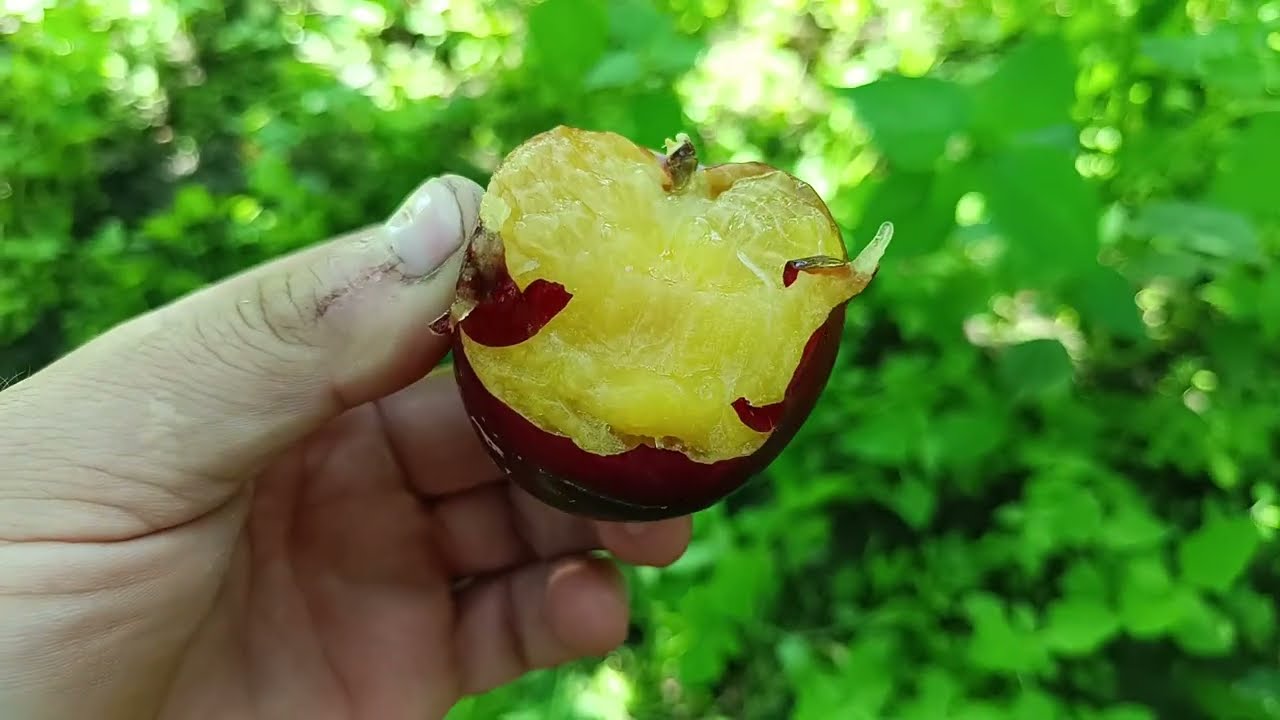 Слива Блу Кармен