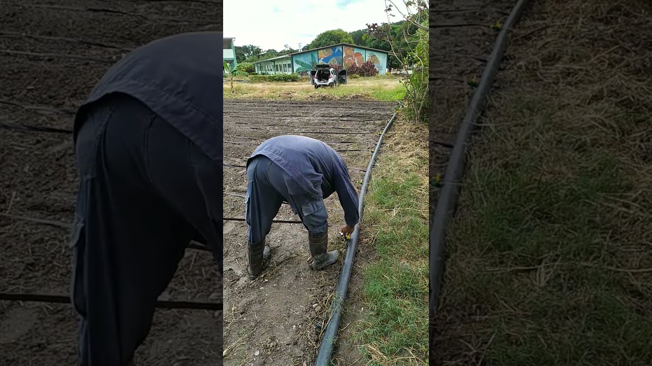 Instalaci&oacute;n de cintas de riego por goteo.