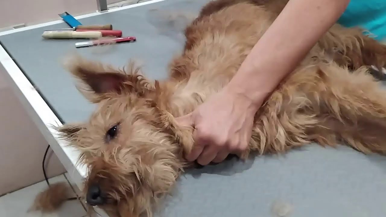 Mi az a trimmelés és hogyan kell csinálni? A kutyakozmetikus megmutatja