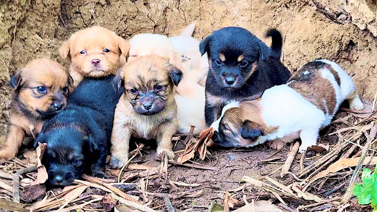 Я был потрясён! Не ожидал, что здесь живут 8 милых щенков. 🐶🐕😘❤❤❤