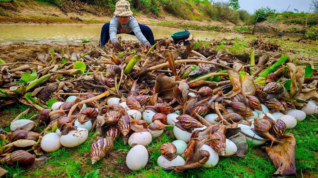 Survival Skills foraging for giant snails and wild eggs by hand