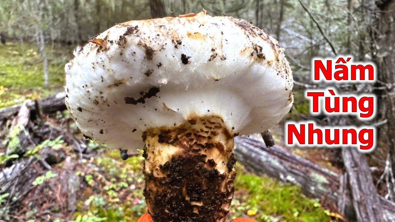 Săn Nấm Rừng Canada 2025: Phần 01 - Nấm Tùng Nhung | Matsutake | Pine Mushrooms | 마츠타케 | マツタケ |  松茸