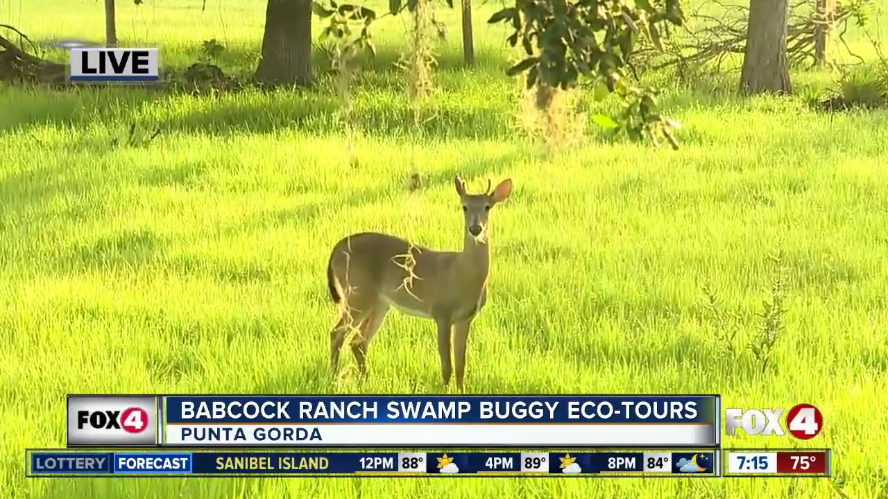 Babcock Ranch offers swamp buggy eco-tours - 7am live report
