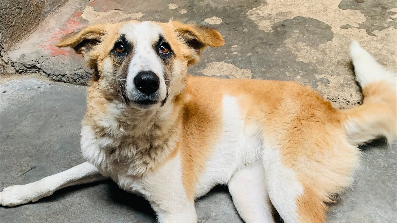 Aj chry ghumni gaye🐶