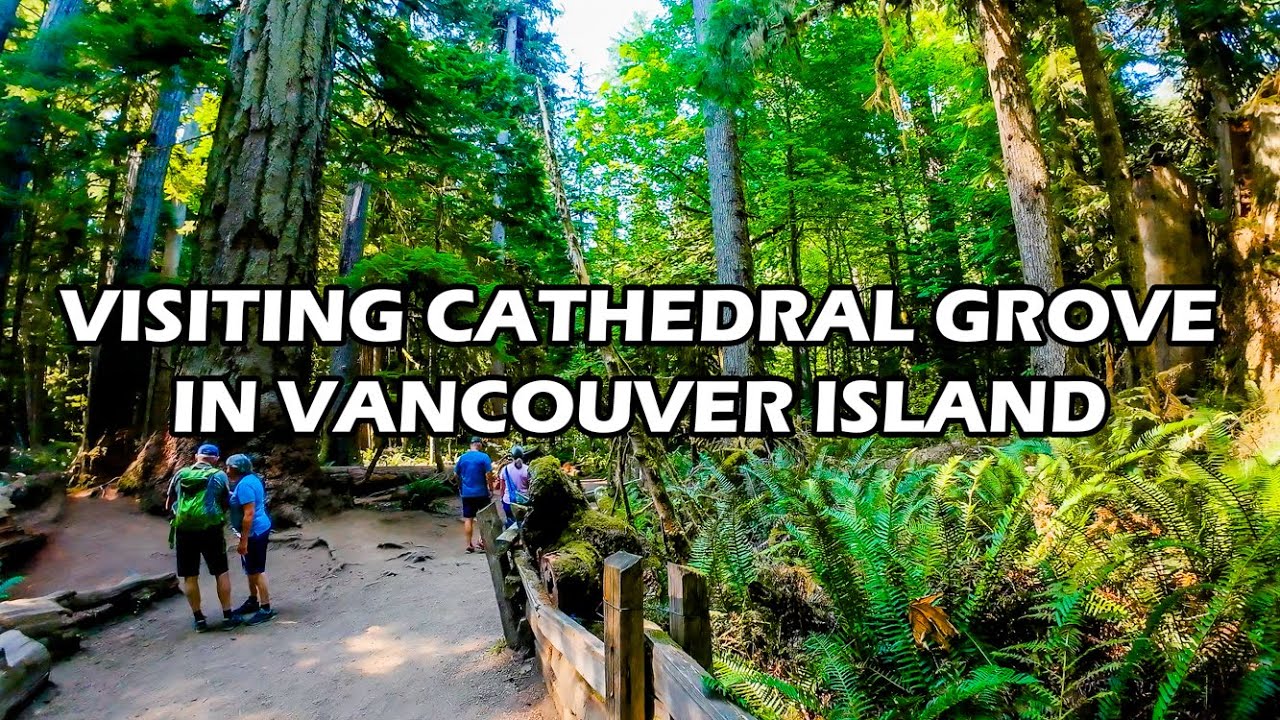 ПОСЕЩЕНИЕ CATHEDRAL GROVE НА ОСТРОВЕ ВАНКУВЕР! 🌳