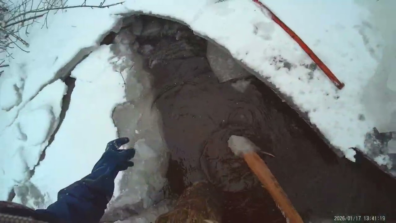 Giant beaver lodge first check...ice gives way..