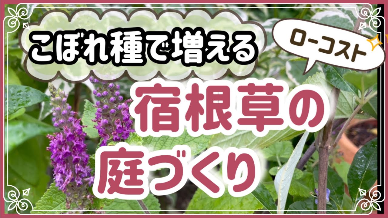 《こぼれ種で殖える宿根草５選》夏越しが心配でもこぼれ種で殖えるから安心！こぼれ種と雑草を見極める／宿根草でお庭作り楽しみましょ~