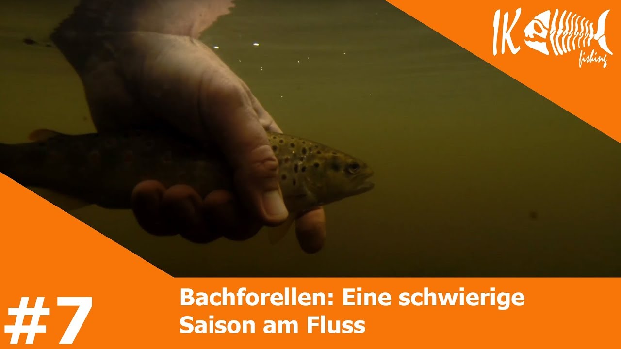 #7 Bachforellen: Eine schwierige Saison am Fluss