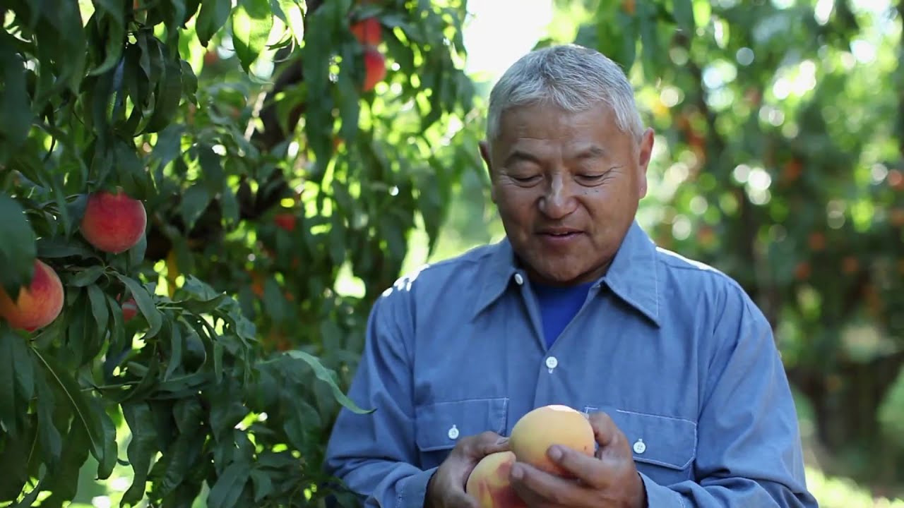 David Mas Masumoto's California Peach Orchard