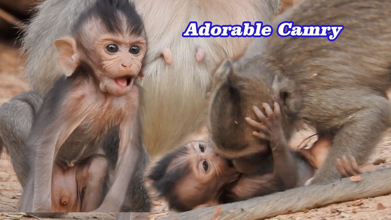 Look attractive to baby Camry play by happy not poor now, After play Camry very tired need much milk