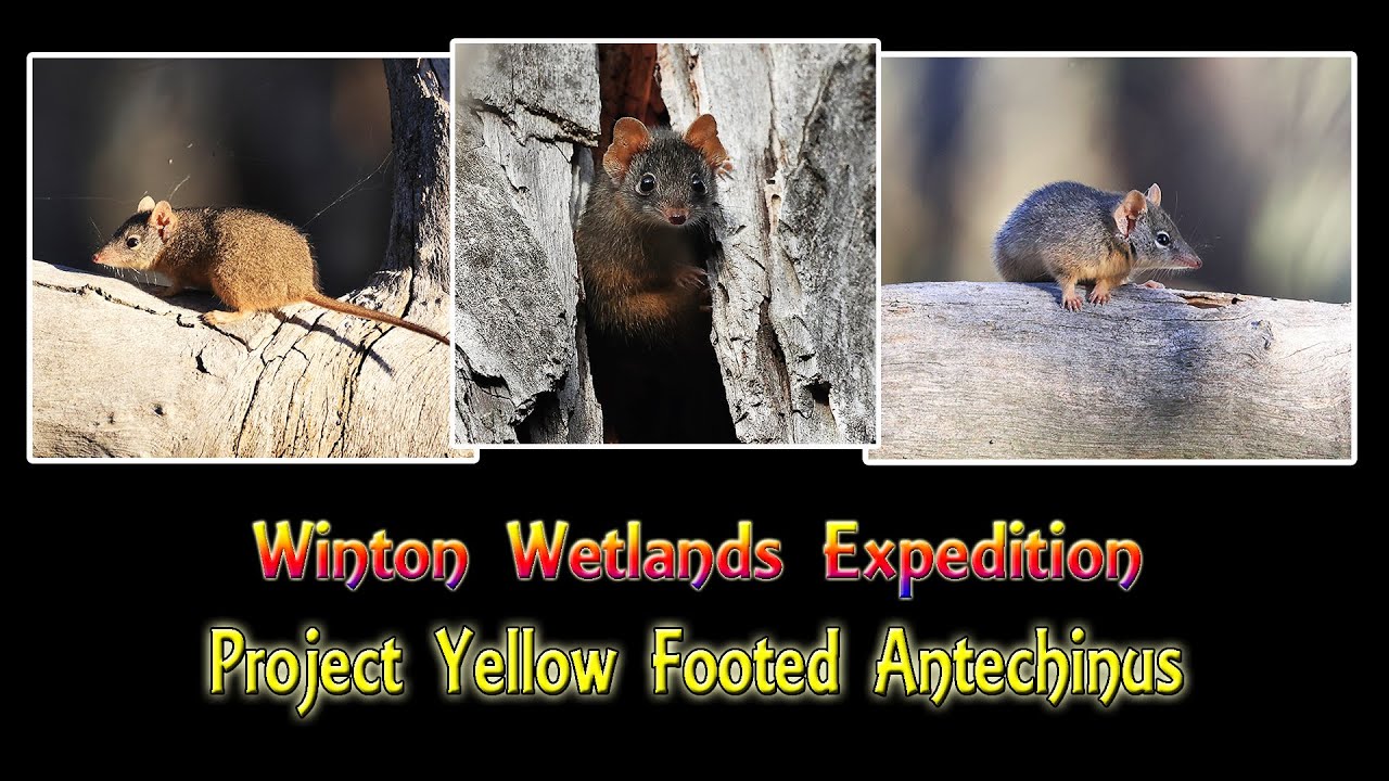 Winton Wetlands  Project Yellow Footed Antechinus