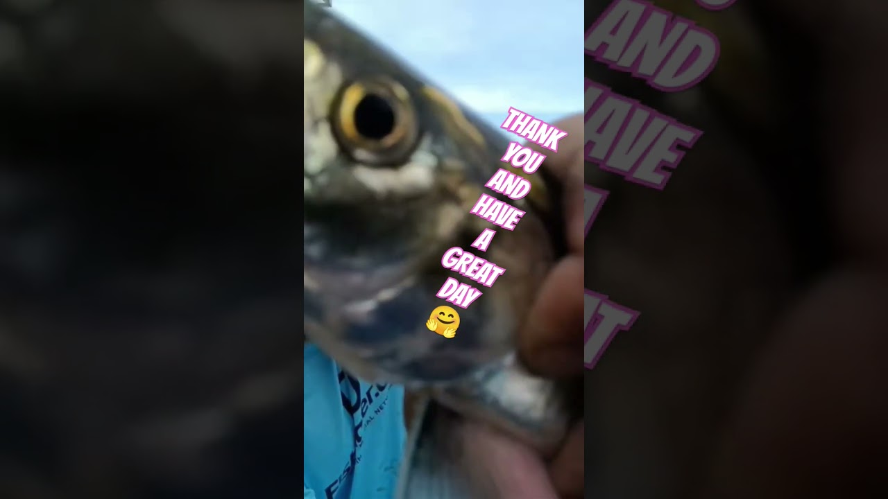 👌THE  SKIPJACK HERRING👌