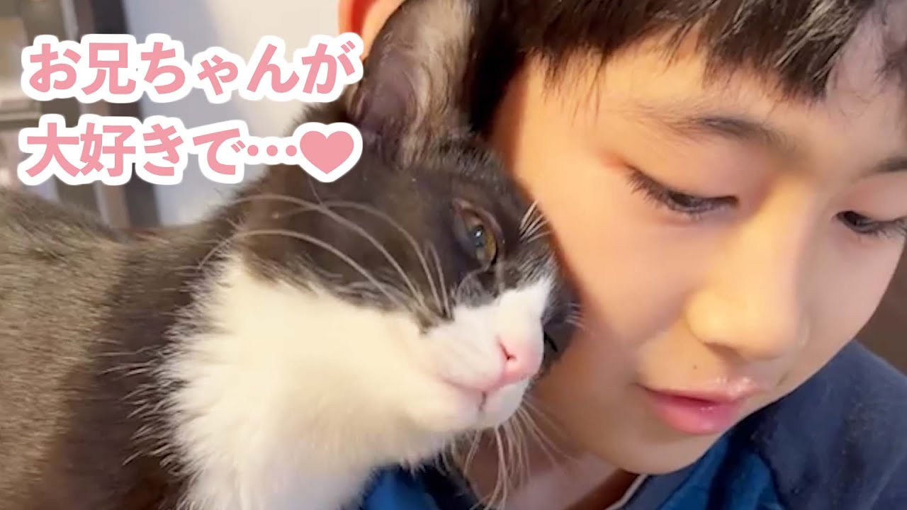 ベタ慣れな保護子猫がやってきた！お兄ちゃんが好きすぎる子猫さんの日々♡