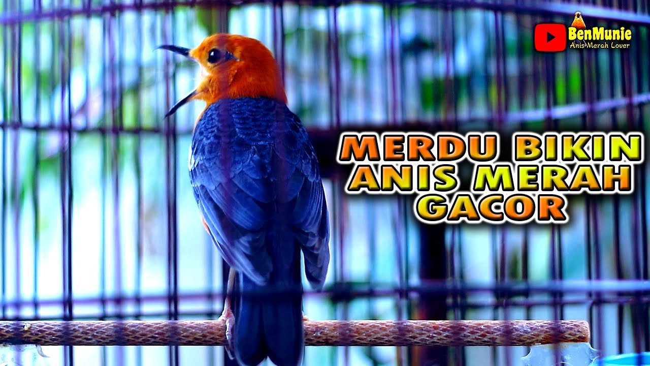 ANIS MERAH  UNTUK PANCINGAN ANIS MERAH BIAR GACOR BERSAUTAN 