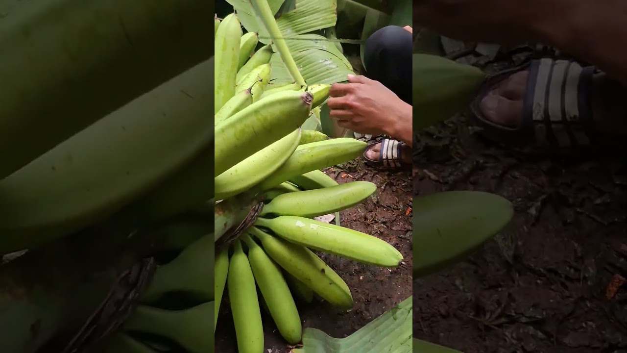 #buah #pertanian #banana #pisang #berkebun #belajartani #pisangcavendish
