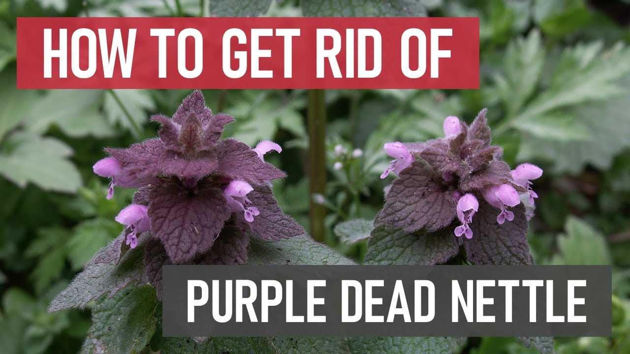 How to Get Rid of Purple Dead Nettle [DIY Weed Management]