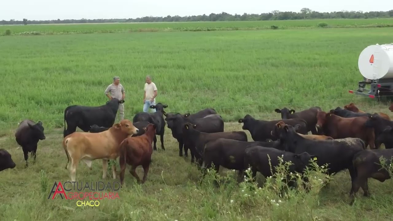 GANADERÍA - ING. AGR. GUSTAVO PETROVICH - ZONA BAJO HONDO CHICO - PROVINCIA DEL CHACO - 1ª parte.