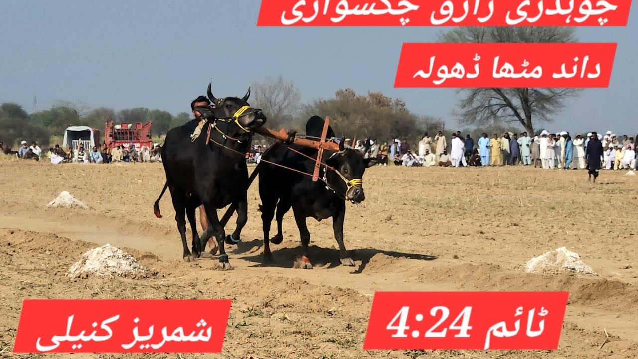 Dand mitha dhola | ch razik thikriyan chakswari | mela bail sutri 