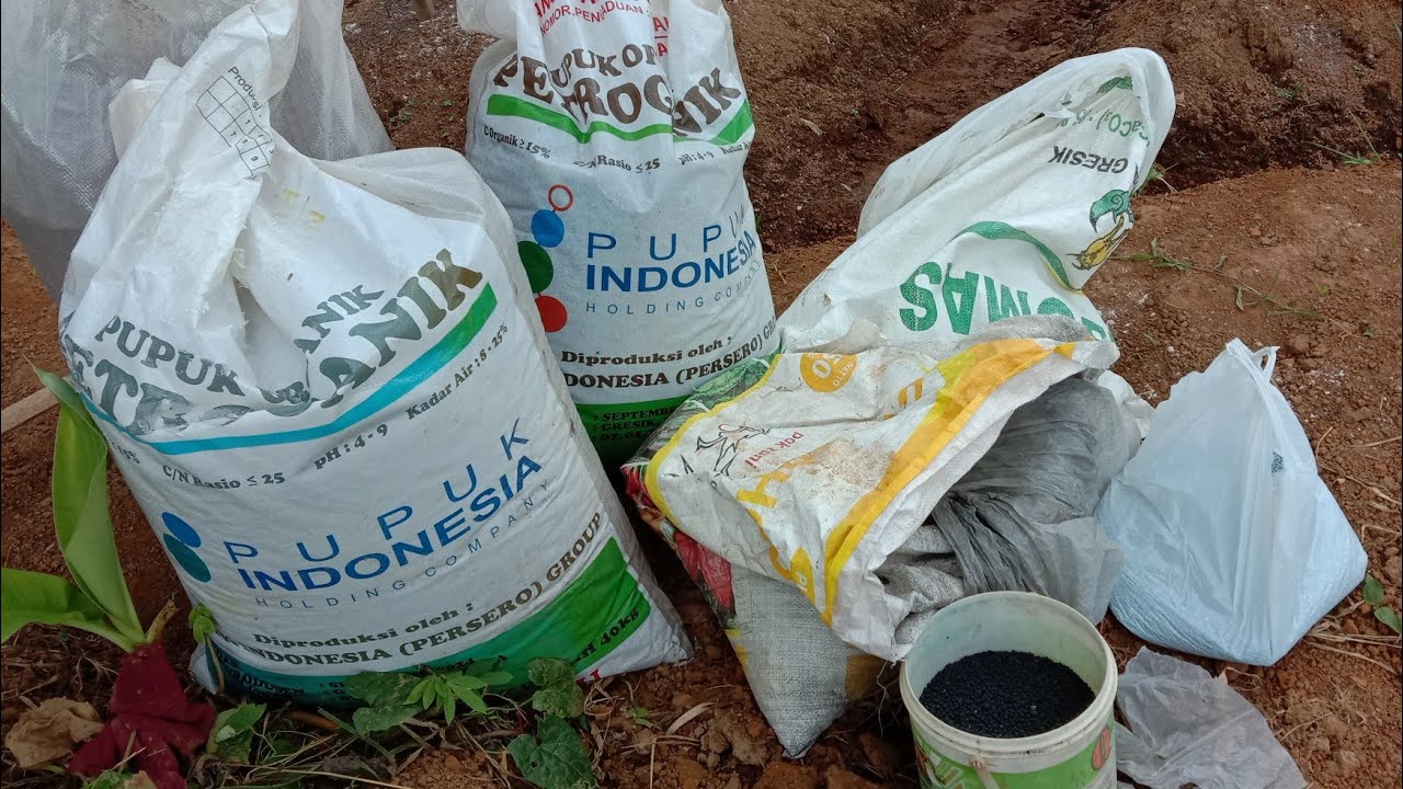 Rahasia Pupuk Dasar Cabe Setelah Tanam Agar Subur Dan Berbuah Lebat