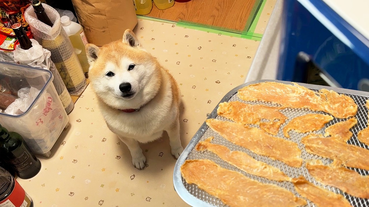 Shibe is looking forward to helping out with the chicken breast chips and getting a treat afterwards