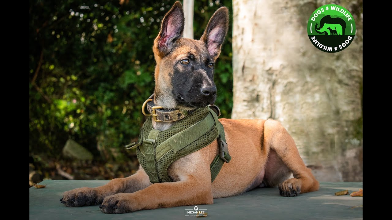 Belgian Malinois 'Lusa' - Anti Poaching dog Lusa learning to track human scent @ 8 months old.