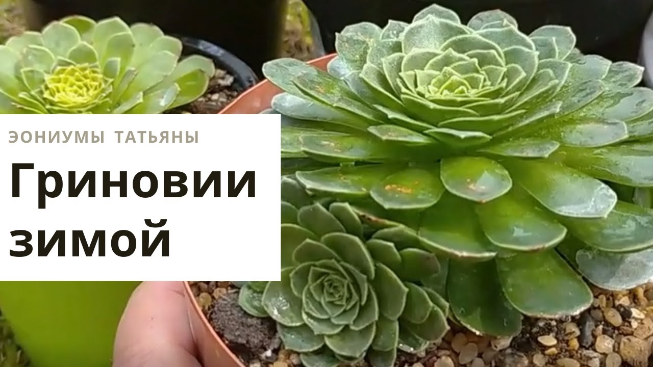 Гриновии зимой. Виды и сорта