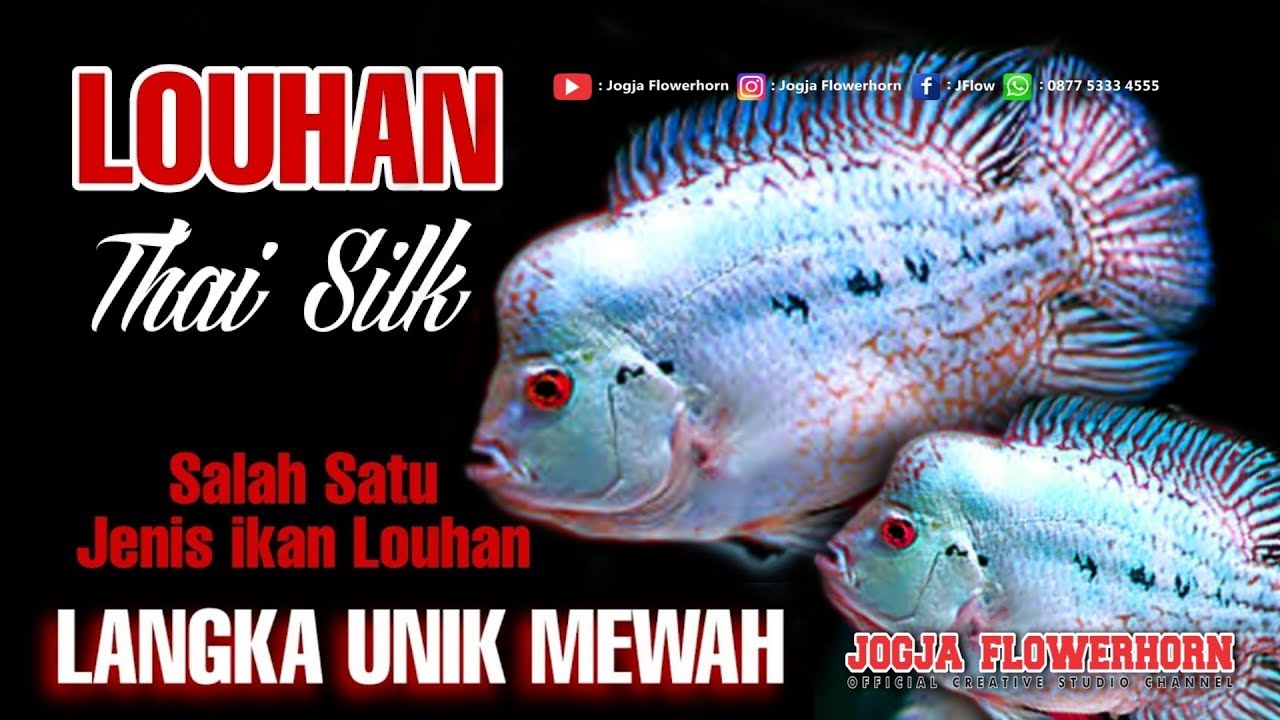 LOUHAN THAI SILK |  LOUHAN UNIK EKSOTIS & ELEGAN
