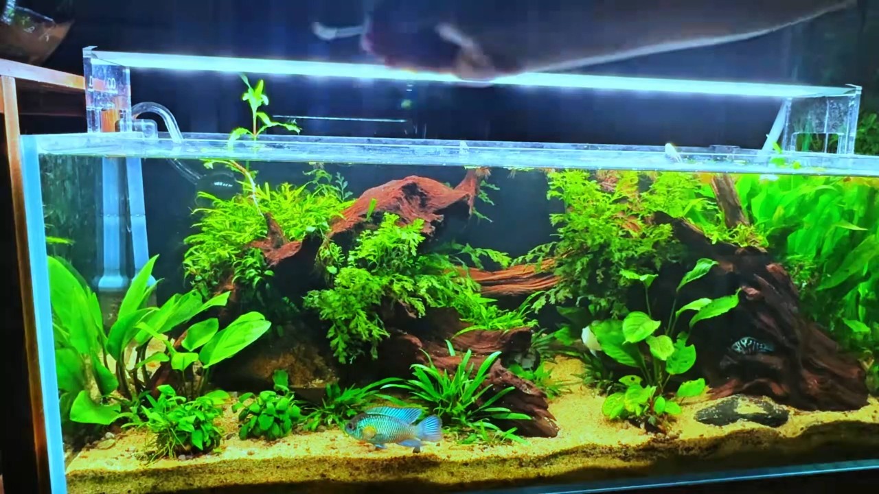 Can an American Cichlid Tank Become a True Ecosystem? | 6 Month Journey
