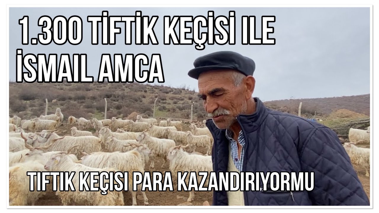 1.300 TİFTİK KEÇİSİ PARA KAZANDIRIYOR MU?