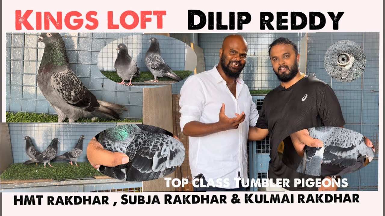 Kings Loft Dilip reddy ,top class HMT Rakdher , Kulmai Rakdher and subja rakdher