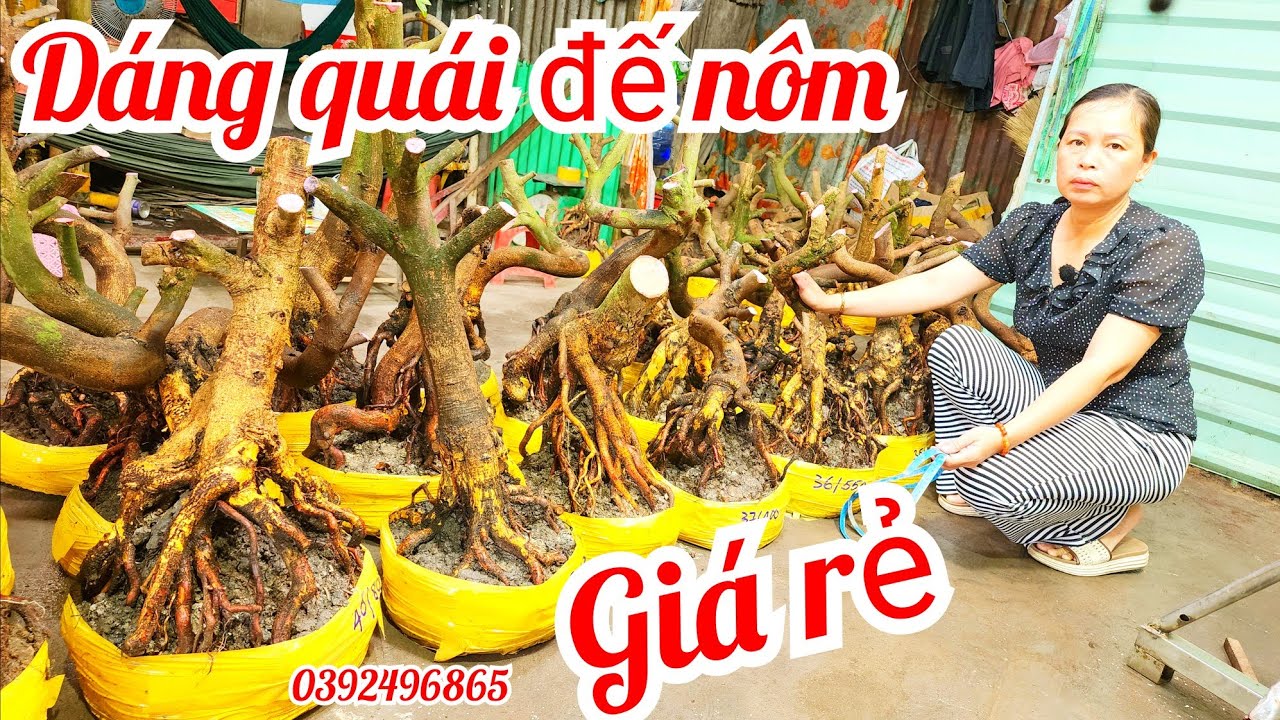 21/1Chị Yến 0392496865 phôi mai bonsai hoành to đế nôm dáng quái giá rẻ|MaivàngThanhTâm