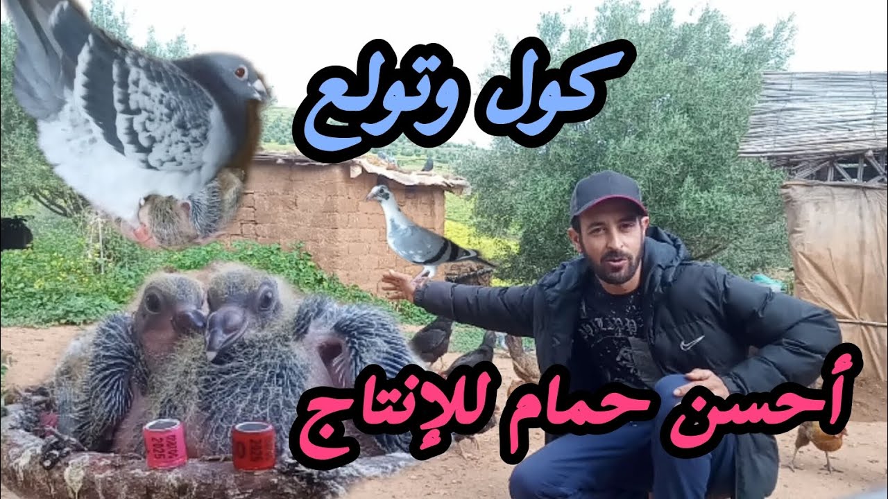 السجنة عمرات زغاليل 🙏هاعلاش خسك تربي الزاجل 🕊️