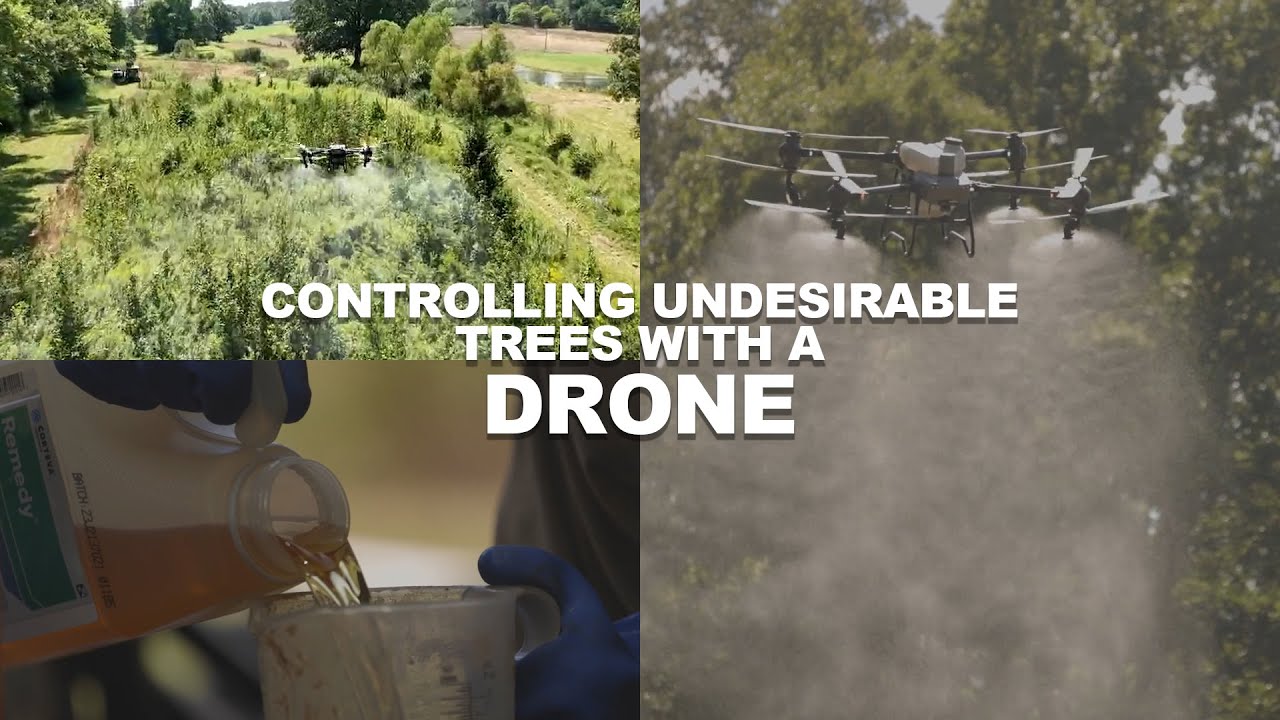 Drones vs. Invasive Trees: The Future of Forest Management