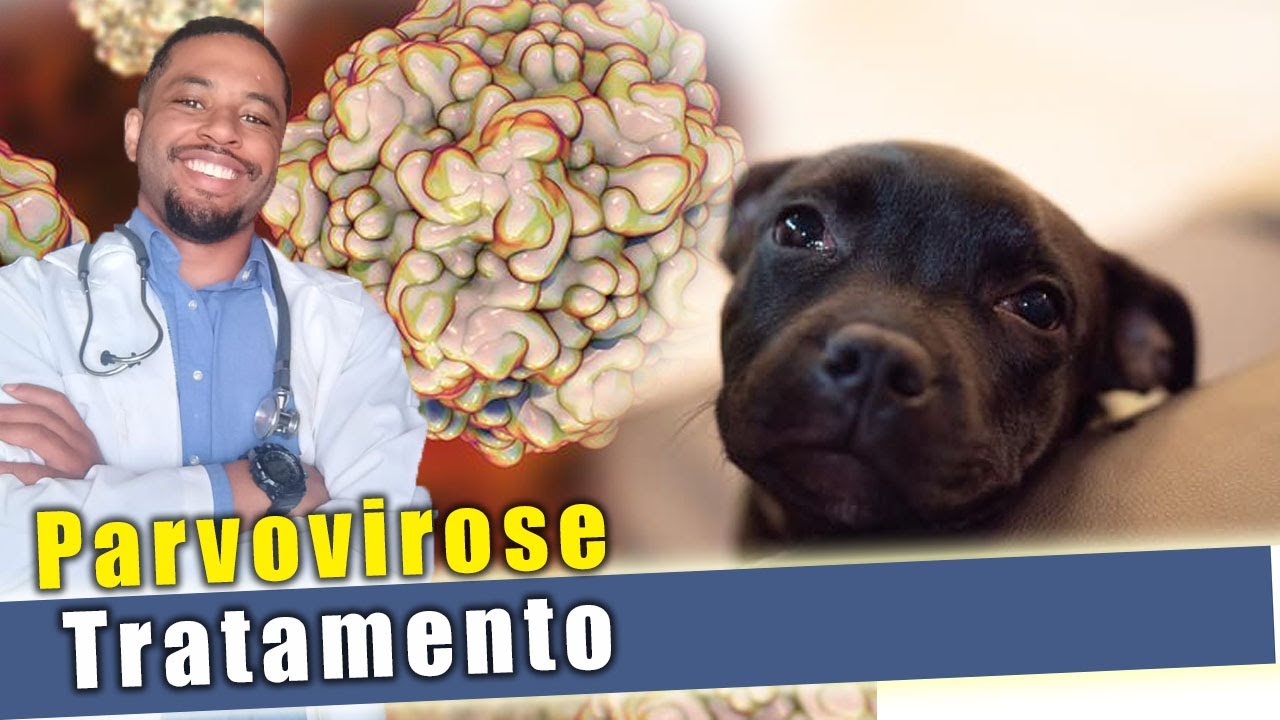 PARVOVIROSE em cães. Sintomas, Tratamento, Prevenção.