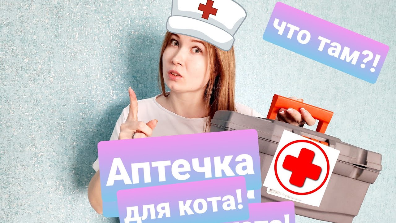 Что должно быть в аптечке для кота? Жизнь с мейн-кунами
