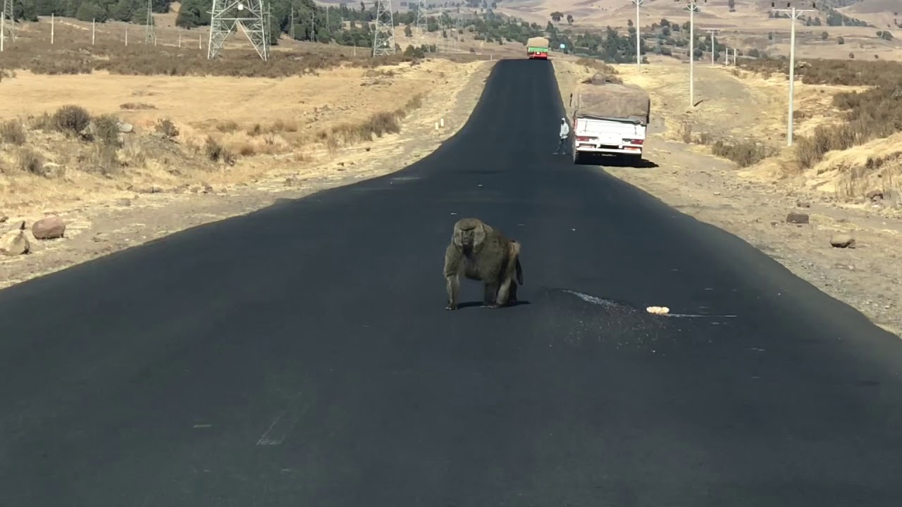 Dinsho: Command posti Dinsho.