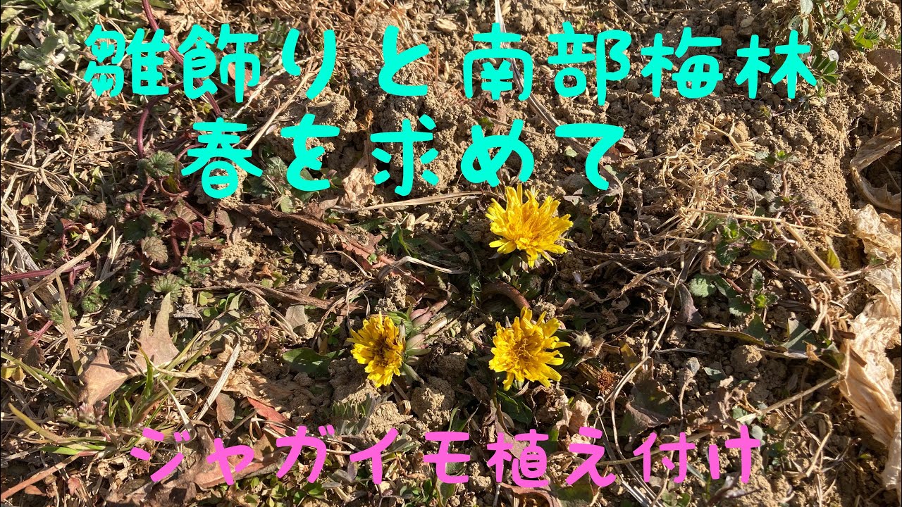 和歌山移住生活自己満足。節分の季節に春を求めて南部梅林へ行ってきました。お雛様を飾っていちごのロールケーキも作りました。ジャガイモの植え付けても行いました。
