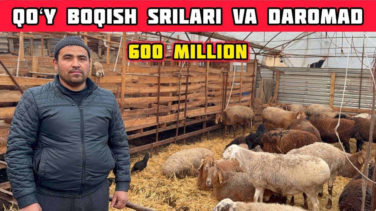 Qoʻy Boqib Daromad Qilish,Kunjarada Yemlash,Kasalliklarga Kurash