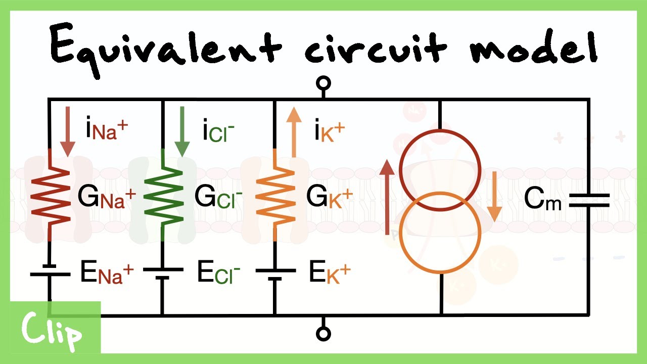 Equivalent Circuit Model Of The Neuron Explained (Capacitance, Resistance, Driving force) | Clip