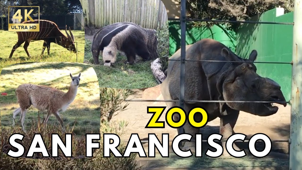 Exploring the San Francisco Zoo Walkthrough