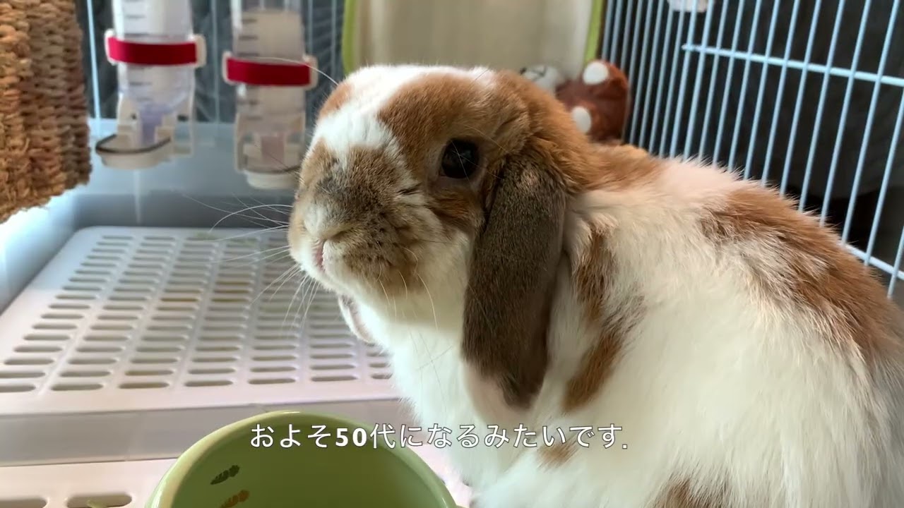 2026年のうさぎ