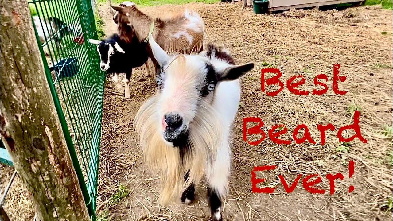 Boy goats are hilarious and gross! Moving ESCAPED goats back to the breeding pen! Baby goat ZOOMIES!