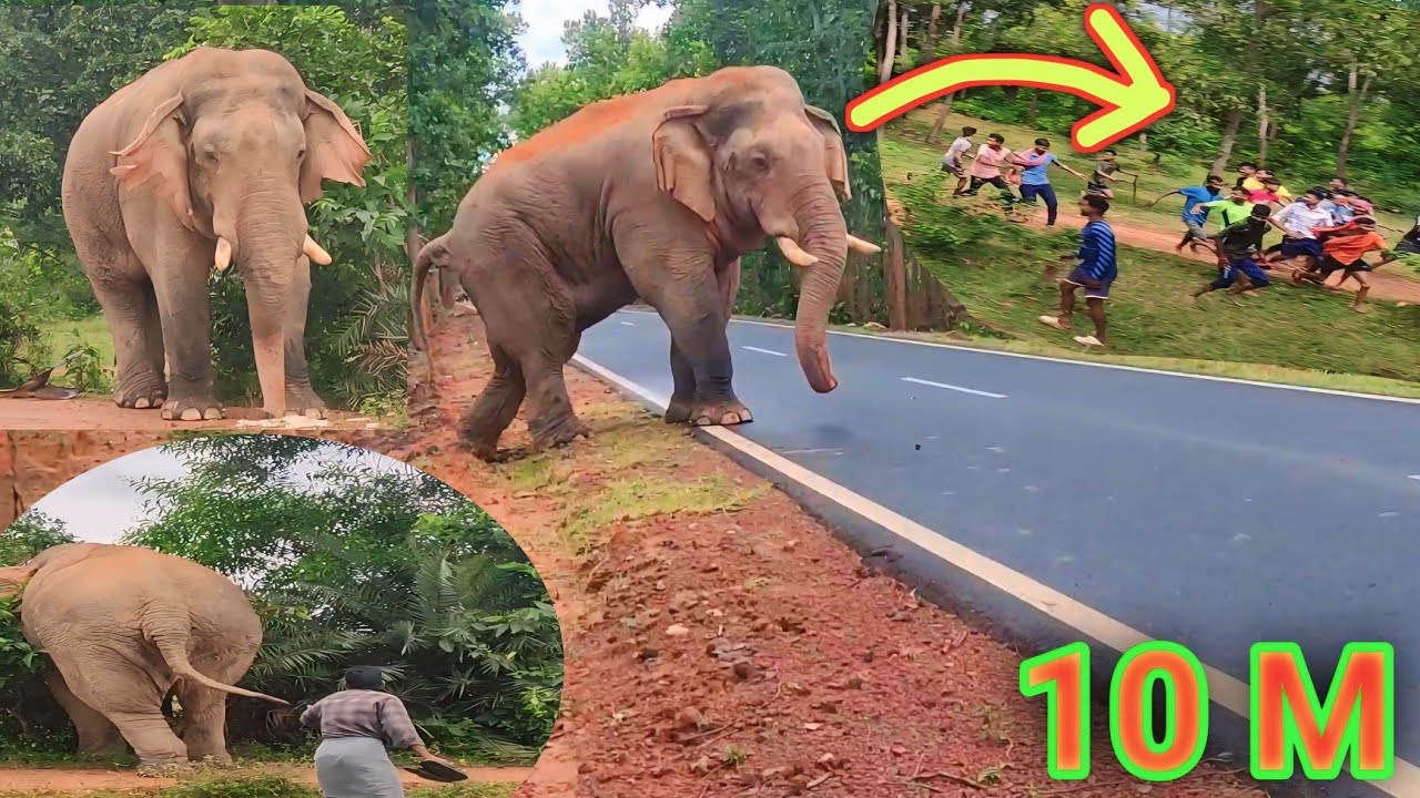 Road Elepahnt Attack Video 😲 | Elepahnt Attack | Elepahnt Video | Road Side Attack