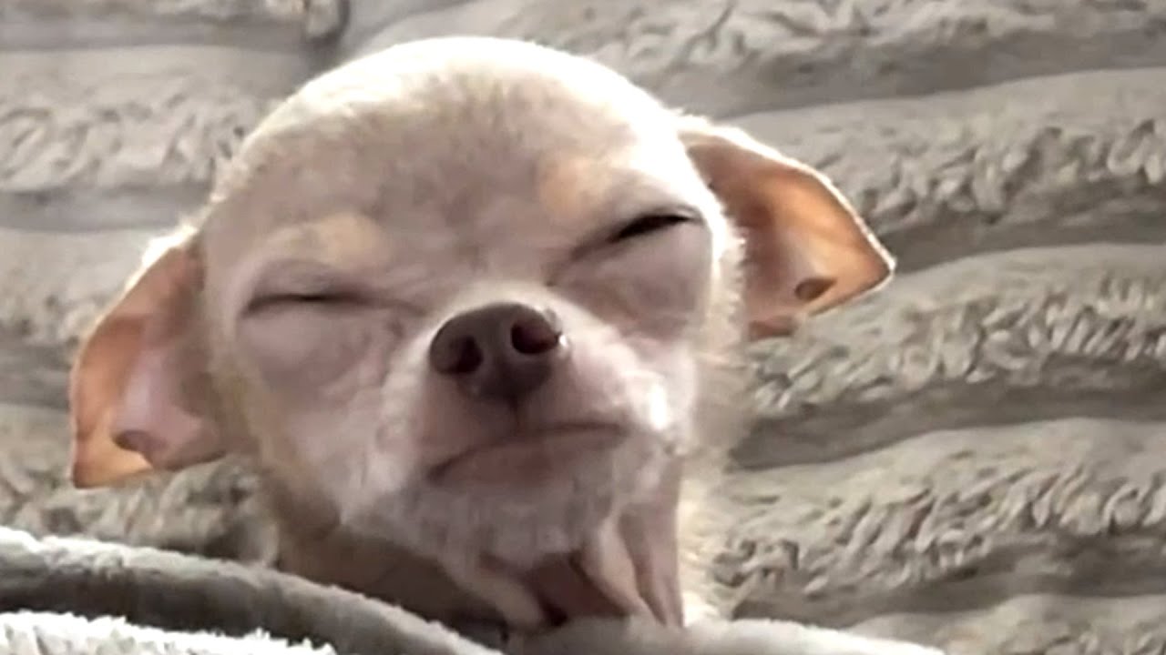 Tiny chihuahua with unusual face melts hearts
