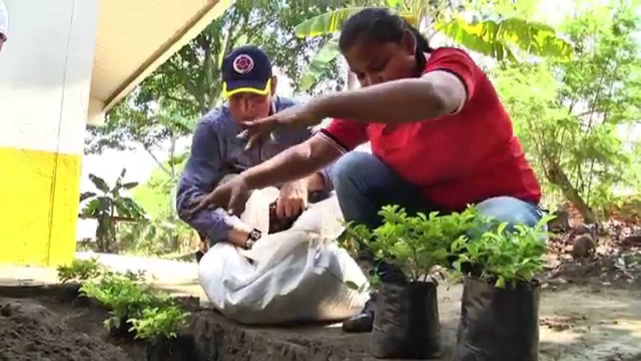 Conozca cuál es el árbol correcto para sembrar en exteriores