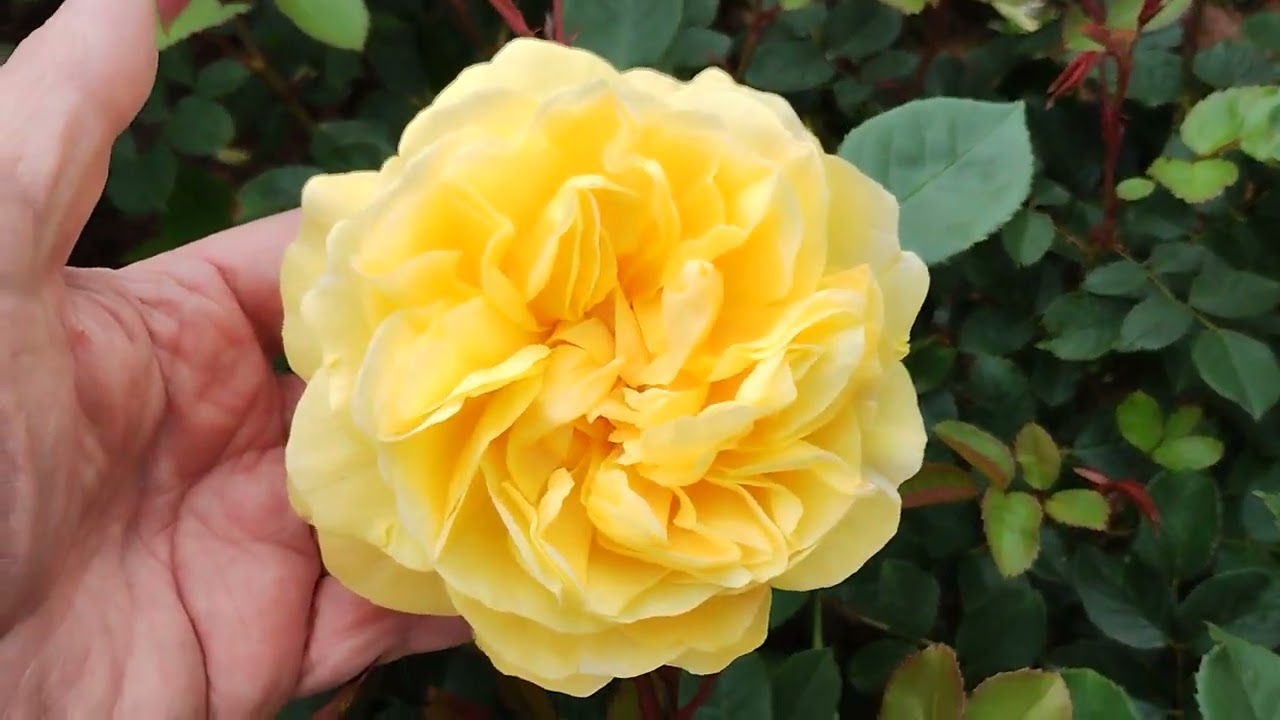Roses, David Austin and other