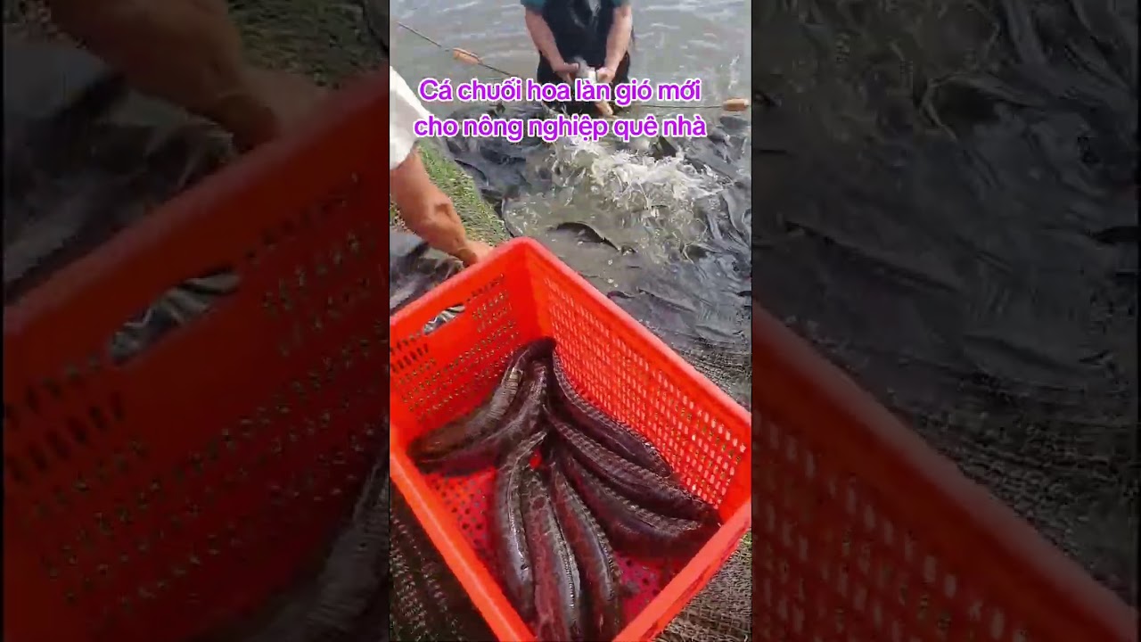 Liên hệ mua cá giống chất lượng 098125996, 913513163