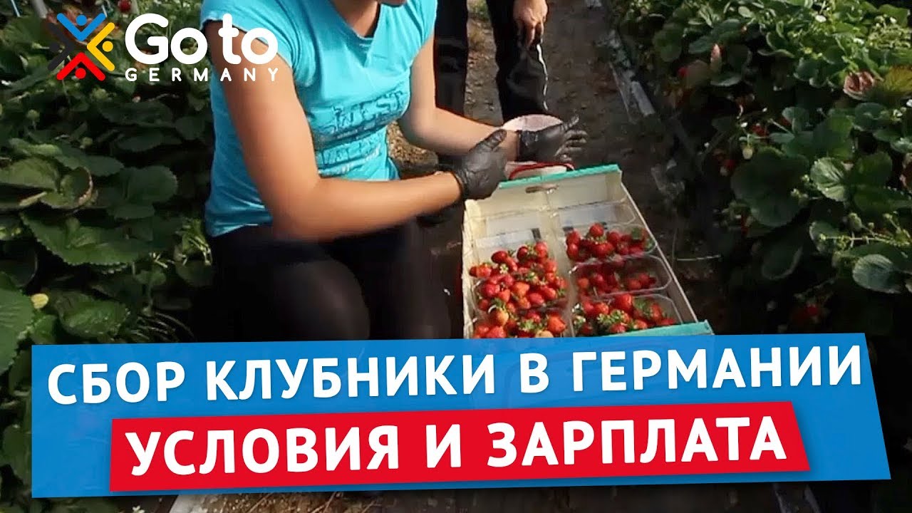 Сбор клубники в Германии 2020 без знания языка. Отзывы. Зарплата. Условия работы и жизни