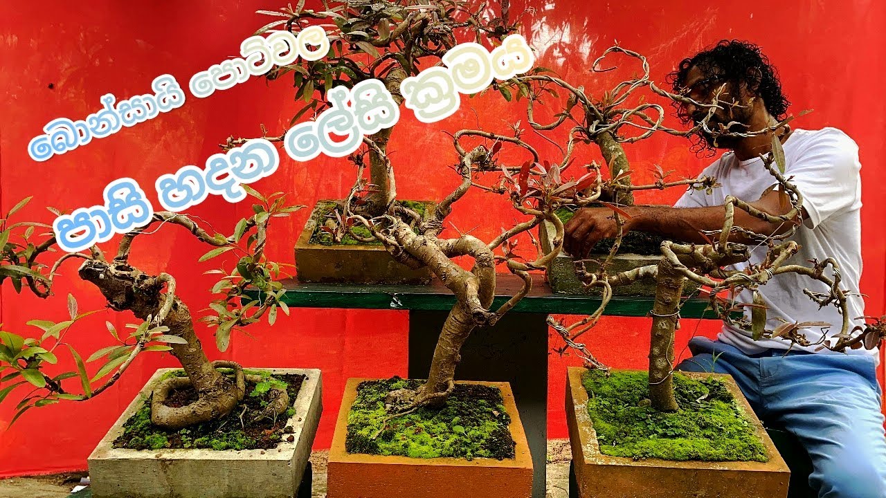 බොන්සායි පොට්වල පාසි හදන ලේසි ක්‍රමය