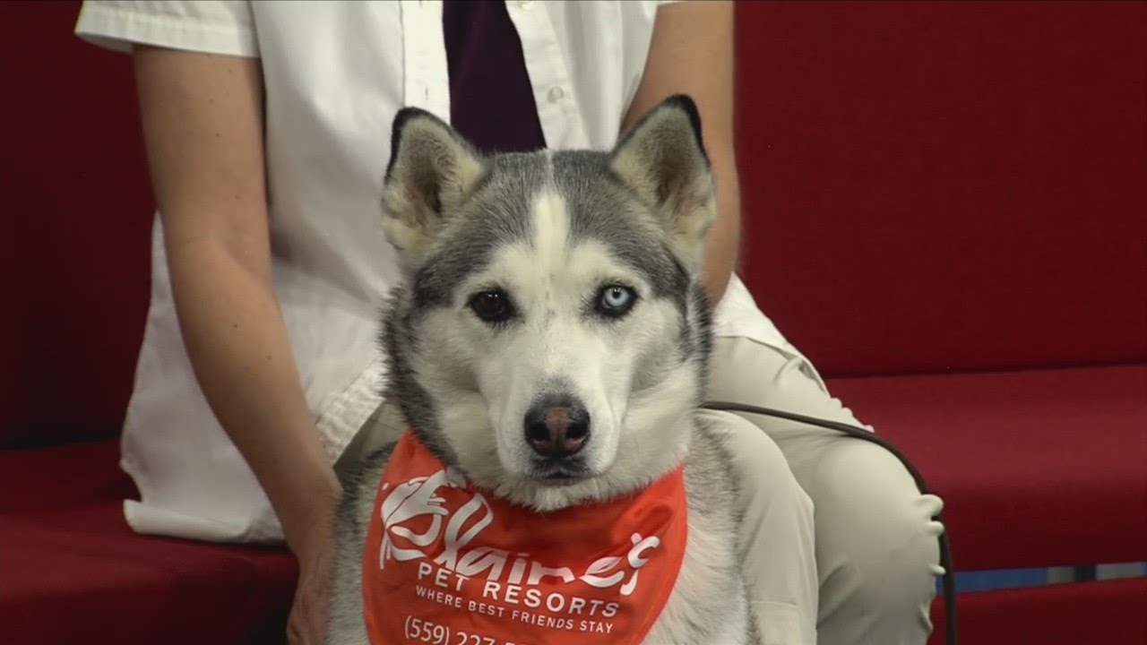 Emily Scott Dog Behavior Consultant